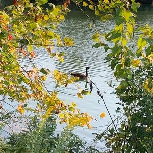 Meet your Posher, Ivy